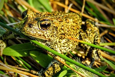 Rare toad fight similar to landmark endangered species case