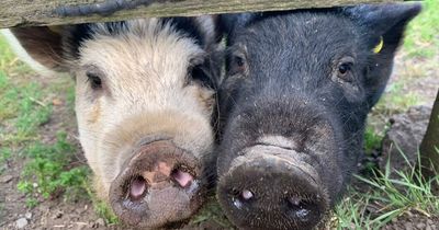 Bringing home the bacon - mum rehomes pigs which had been living in cramped kitchen flat