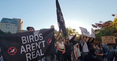 Bizarre conspiracy claims birds aren't real as protesters take over city square