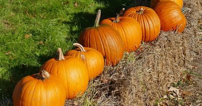 People are only just learning truth about pumpkin patches - and say their 'life is a lie'