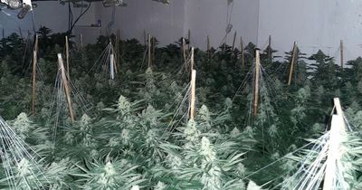 Four hundred cannabis plants found in Aberavon properties after police carry out raids