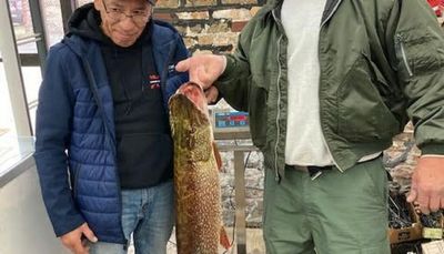 Bigger and more northern pike on the Illinois lakefront, an example