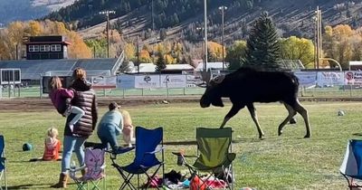 Moose charges onto children's football pitch as parents and kids flee for safety