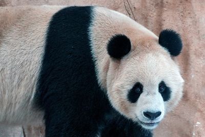 Pandas sent by China arrive in Qatar ahead of World Cup