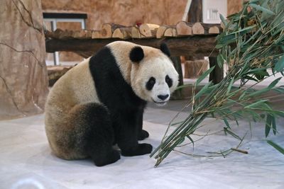 Qatar gets the Middle East's first pandas