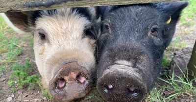 Pigs rehomed after they grew to full size after Gateshead owners thought they had bought micro pigs