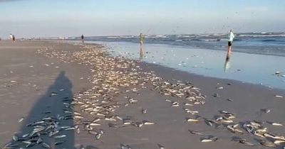 Thousands of fish die on beach after throwing themselves out of sea onto sand