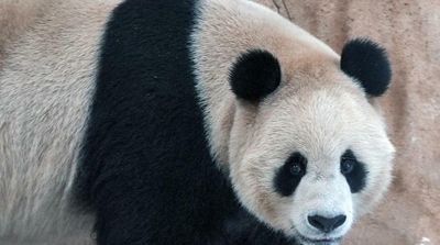 Pandas Sent by China Arrive in Qatar