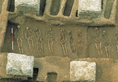 Genetic twist: Medieval plague may have molded our immunity