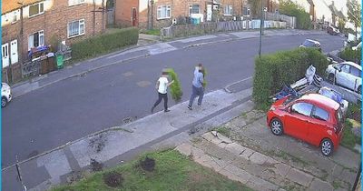 Nottingham woman 'chuffed' as group return stolen conifers and apologise