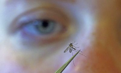 Floods and warm weather perfect storm for Japanese encephalitis outbreak, researchers warn