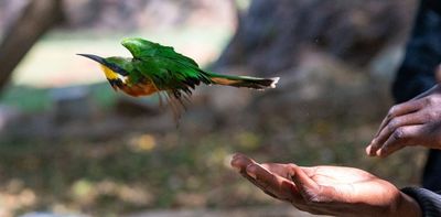 3-D techniques shed light on what makes a bird's lungs so efficient