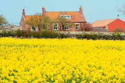 Common weed killer ‘linked to inflammation of the gut’