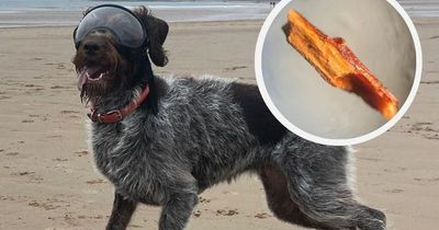 Houghton-le-Spring woman's delight after 'miracle surgery' saves pet dog's sight after eye was pierced by thorn