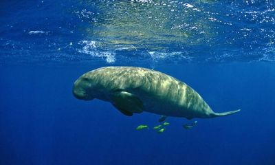 The future of life on Earth depends on curbing overpopulation