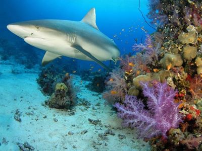 Itchy fish use sharks as scratching posts
