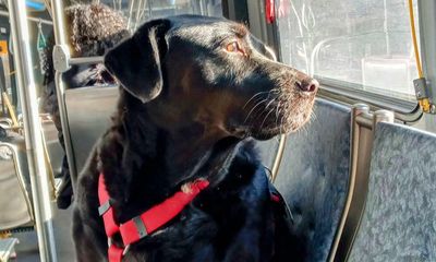 ‘Seattle icon’: dog who rode bus solo to the park dies aged 10