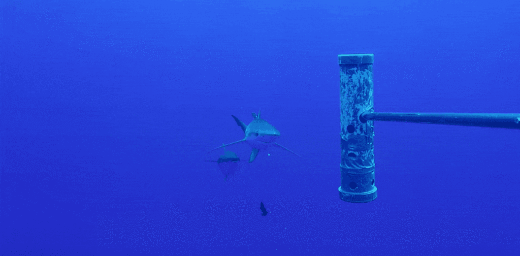 How do fishes scratch their itches? It turns out sharks are involved