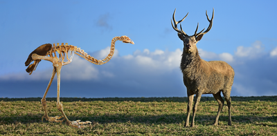 Despite the myth, deer are not an ecological substitute for moa and should be part of NZ’s predator-free plan