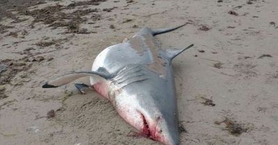 Great white shark washed up on beach as seagulls feast on 11ft corpse