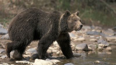 College Wrestlers Fought Off Bear Attack Twice in Wyoming