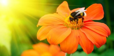 What a buzzkill: Early-ending winters disrupt bumblebee slumber