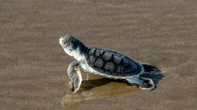 Capricorn Coast kids fight for marine conservation with inaugural Turtle Hour