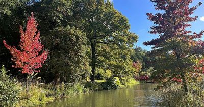 Leeds park is Britain's best place to spot autumn leaves