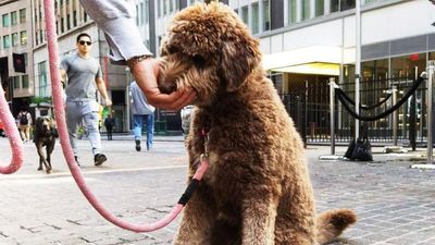 How Pet Owners Strapped by Inflation Can Get Assistance