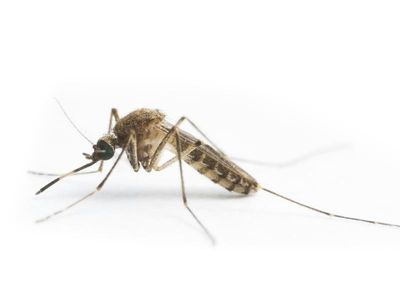 Aust scientists fear encephalitis outbreak