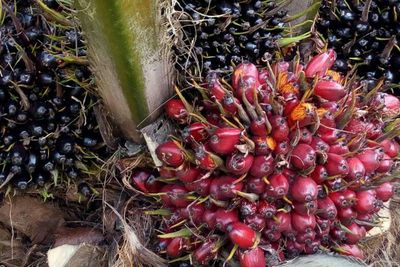 Palm oil subsidy scheme to seek cabinet approval