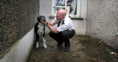 RSPCA jobs where 'no two days are the same' available to apply for now