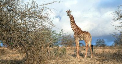 Giraffe tramples girl, 1, and her mum, killing child and leaving woman critical
