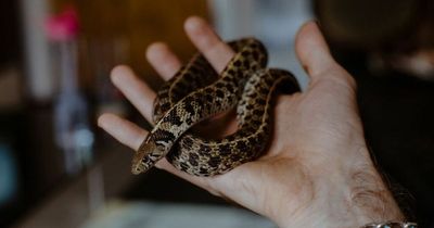 Loose snake onboard flight left passengers terrified as they 'shrieked' in fear