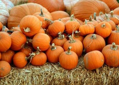 6 sustainable ways to repurpose your pumpkin after Halloween according to Forestry England