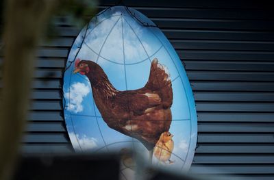 Netherlands culls a further 300,000 chickens amid bird flu epidemic