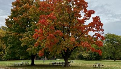 Support forest preserves for a cleaner, healthier Cook County