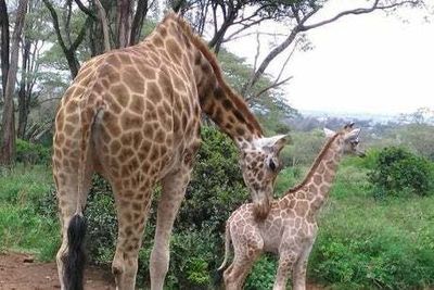 Toddler killed and mother critical after giraffe attack in South Africa safari park