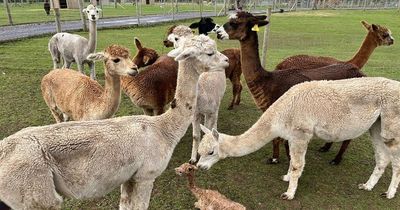 Wirral farm 'desperately in need' of food to feed animals