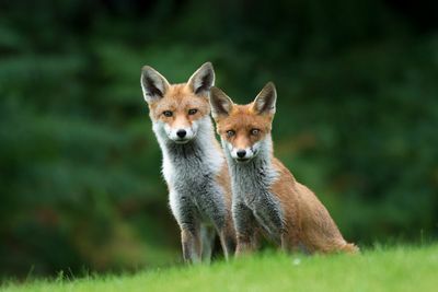 How systemic racism hurts urban wildlife