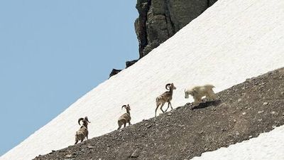 This unusual behavior from sheep and goats could reveal future climate troubles