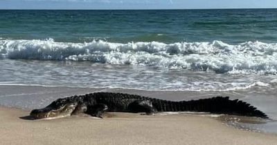 10ft-long alligator swims ashore terrifying beachgoers after emerging from sea