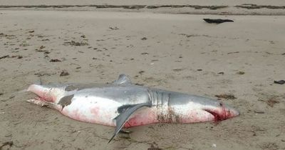 Enormous 11ft corpse of great white shark mysteriously washes up on beach