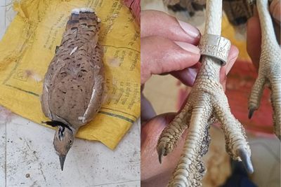Rajasthan: Suspicious Bird Caught Near Indo-Pak Border In Jaisalmer