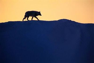 Climate change could make an unexpected remote region a breeding ground for pandemics