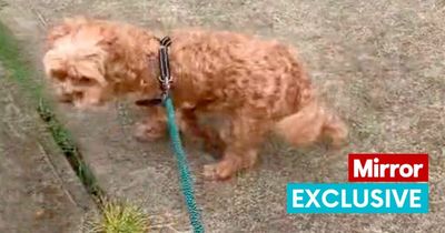 Woman forced to speak in Australian accent because dog doesn't understand her