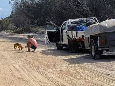 Tourist fined over £1,000 for ‘brazenly’ feeding dingo biscuits