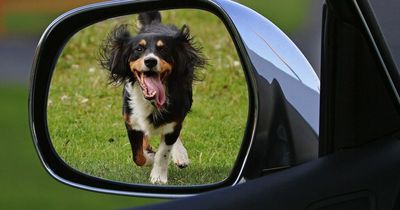 October Half Term Road Trip Essentials for Travelling with a Dog