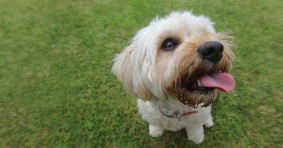People in hysterics over dog's weird obsession that is trashing owner's home