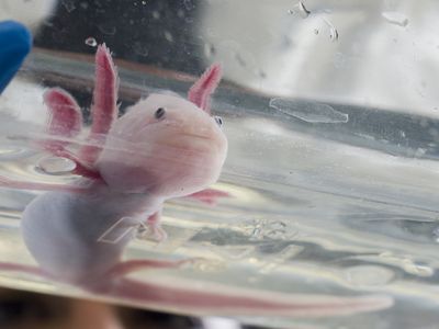 It seems like everyone wants an axolotl since the salamander was added to Minecraft